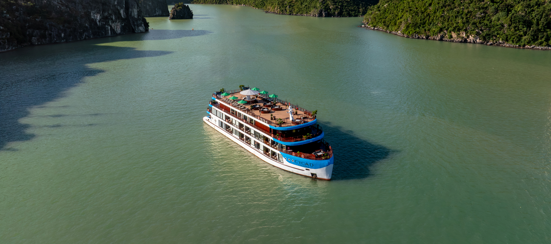 Cycad Cruise 6 Star