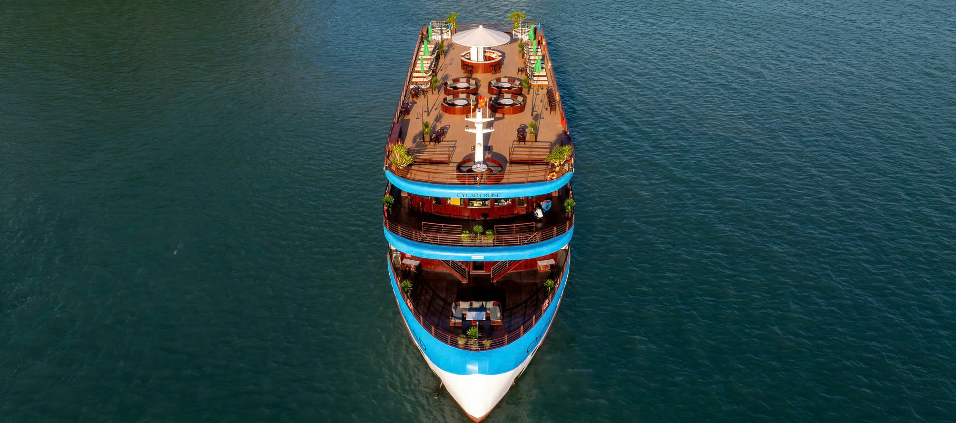 Cycad Cruise 6 Star 2