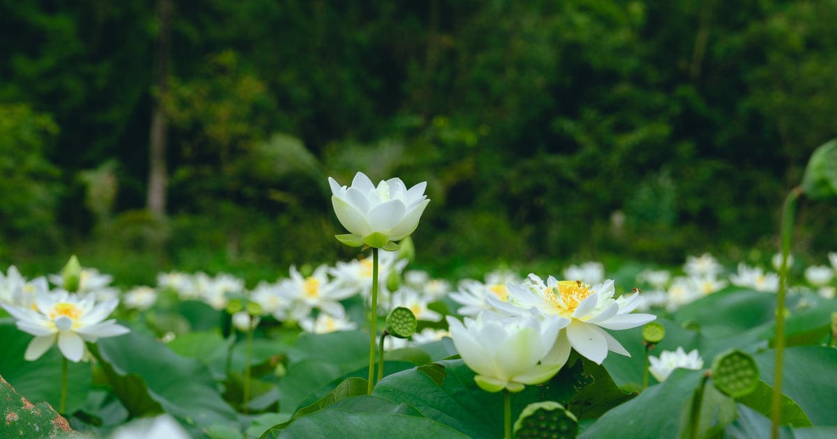 Halise Sanctuary Ninh Binh