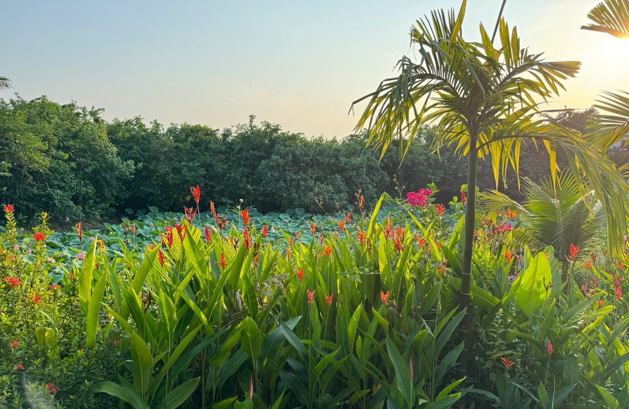 Luna Villa Hoi An 4